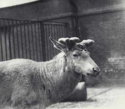 Cerf de Wallich montrant le stade précoce de la croissance des bois, en velours, Zoo de Londres, mai 1920 - Frederick William Bond